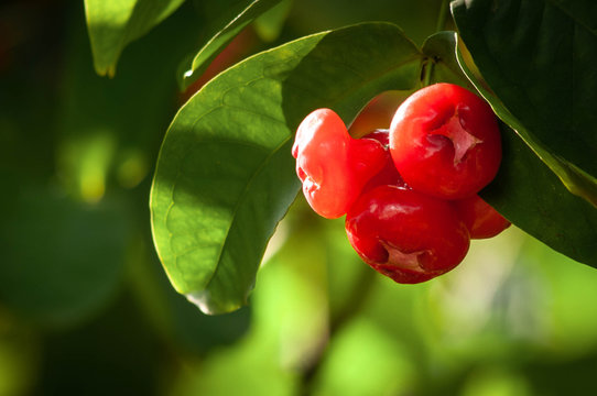 Wax or rose apple Syzygium samarangense on a tree