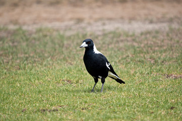 the magpie is on the ground