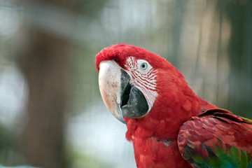 this is a side view of a red-and-green macaw