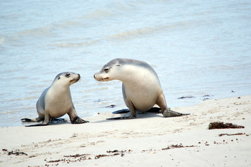 the mother sea lion is looking after the pup