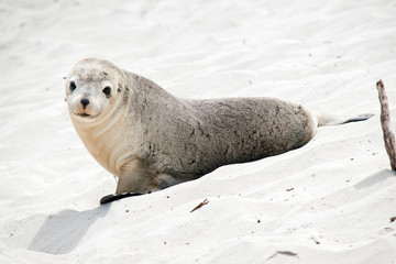 the sea lion is walking on the sand