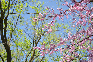Spring Trees Against a Blue Sky