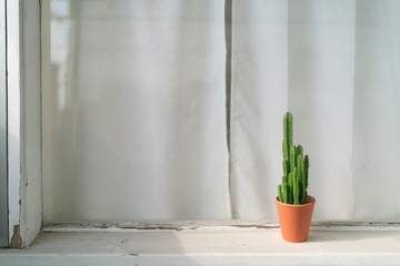 indoor cactus 2