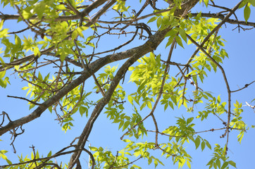 Young Ash Tree Leaves in Springtime