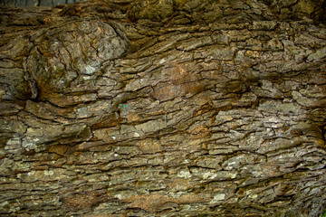 FONDO DE MADERA CON TEXTURA DE CORTEZA DE ARBOL
