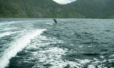 Obraz premium Bottlenose Dolphin jumps from sea in Marlborough Sounds New Zealand