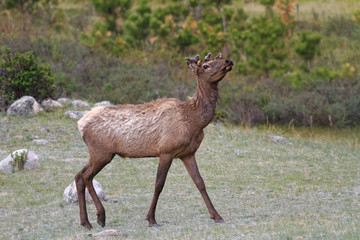 Elk of The Colorado Rocky Mountains