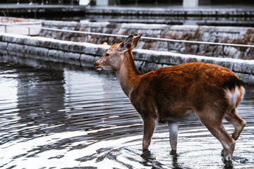deer in the zoo Japan