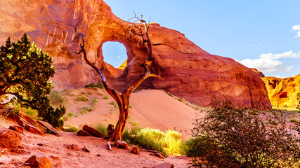 Dead Tree in front of The Ear of The Wind, a hole in a rock formation in Monument Valley Navajo...