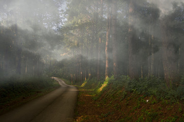 Road and coniferous forest in thick morning fog