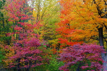 Striking colors of fall foliage near Mount Royal, Montreal, Canada.