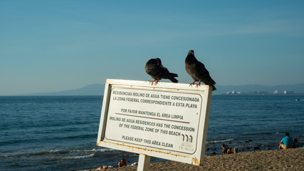 Bright Blue Ocean Beach In Puerto Vallarta Mexico