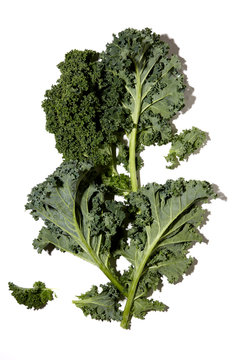 kale on white, copyright Diana Koenigsberg 2020