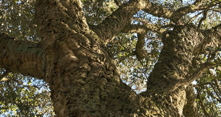 Rough bark of wild cork tree in Portugal from below in spring