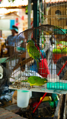 Two Bright Green and Yellow Parakeets in Street Market in Mexico