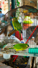 Two Bright Green and Yellow Parakeets in Street Market in Mexico