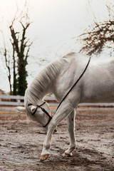 white horse bowing