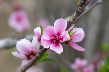 Fototapeta na wymiar Beautiful Pink Peach Flowers
