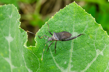 Leptoglossus Bug On Pumpkin Leaf