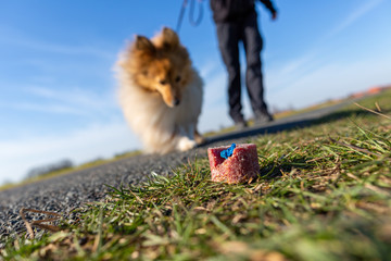 Shetland sheepdog in front of a dog bait