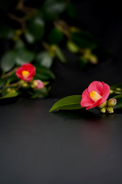 藪椿 Images Browse 193 Stock Photos Vectors And Video Adobe Stock