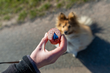 Shetland sheepdog in front of a dog bait