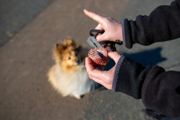 Shetland sheepdog in front of a dog bait