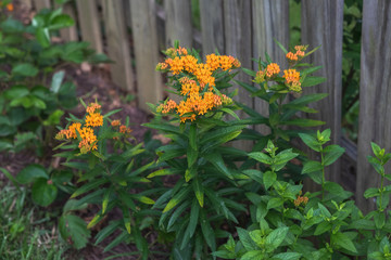 Fototapeta na wymiar Butterfly Weed in a Home Garden
