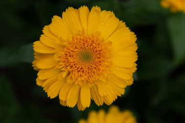 Beautiful Flower in Garden Outdoors