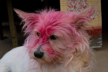 Dog Colored in Holi Colors