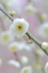 梅の花
