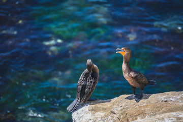 Cormorants in La Jolla, San Diego