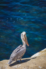 Pelicans and Cormorants in La Jolla