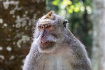 Closeup of Balinese Long Tailed Monkey (Macada fascicularis), looking slightly to the side. Trees and green forest in the backgound. In Ubud, Bali, Indonesia. 