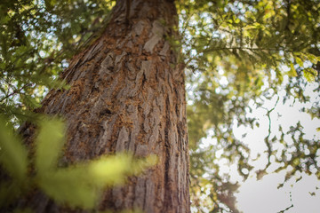 Fototapeta premium Tall Trees