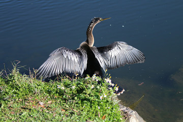 Anhinga_6574