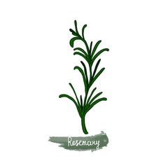 Fototapeta na wymiar Spicy herbs are grown in the garden. Rosemary. Vector illustration is drawn by hand. Doodle style.
