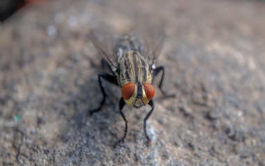 Sarcophaga - Close up details of flies, Flies on food