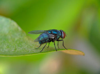 Oriental Latrine Fly - Green flies, close up details of flies