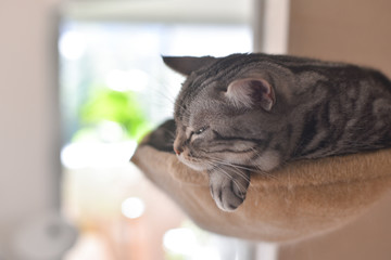 キャトタワーで微睡む猫