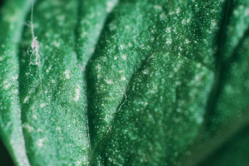 macro