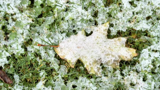 A brown leaf of the Quercus robur tree on the ground in Estonia