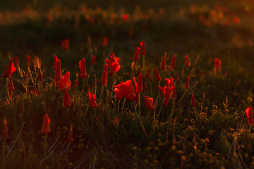 California Poppy Sunrise