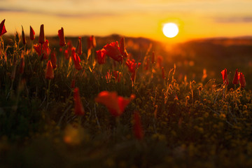 California Poppy Sunrise