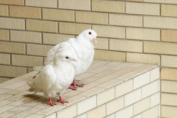 Two pigeons next to each other