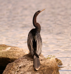 Anhinga_00