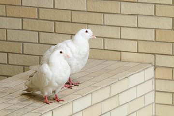 Two pigeons next to each other