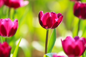 Tulips in bloom in the park