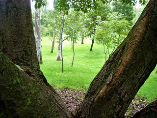 bosque