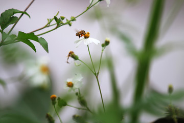 Bees fluttering in the flowers